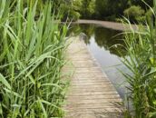 Ein hölzerner Steg führt durch hohe Gräser zu einem ruhigen See, umgeben von üppiger, grüner Natur.